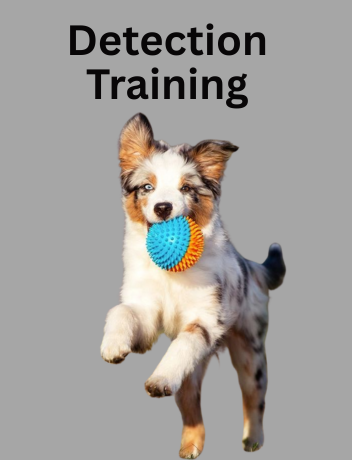 Grooming Dog